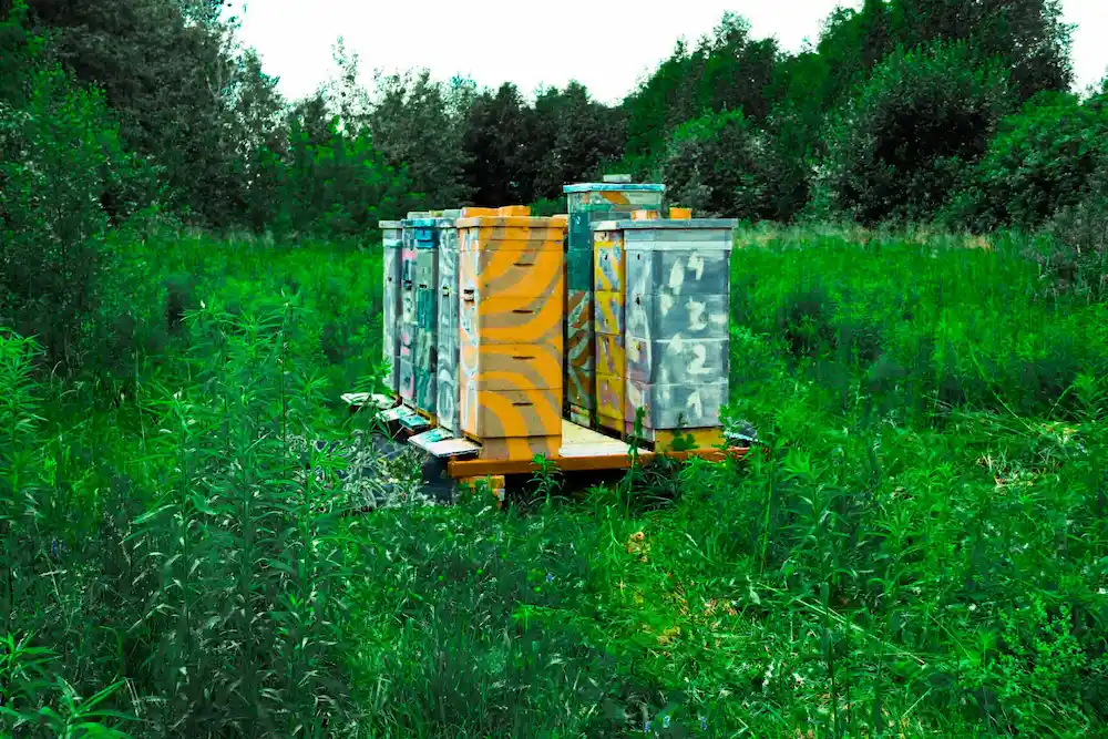 Kolorowe ule na polu rzepaku - Pasieka Wilkowo